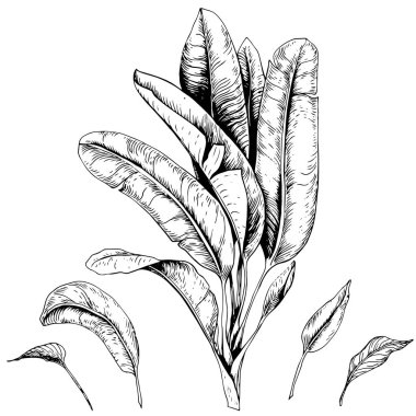 Tropik muz yaprakları seti. Siyah beyaz vektör. Elle çizilmiş illüstrasyon.