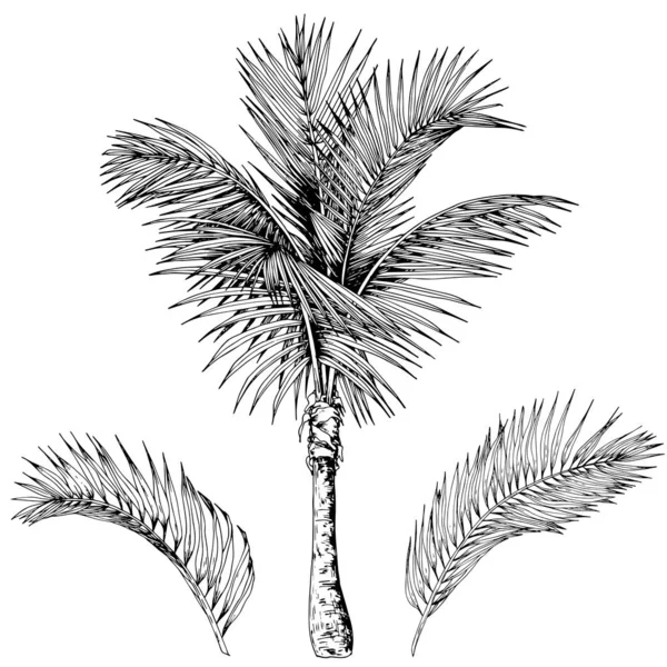 热带棕榈树和树叶 黑白矢量 手绘插图 — 图库矢量图片