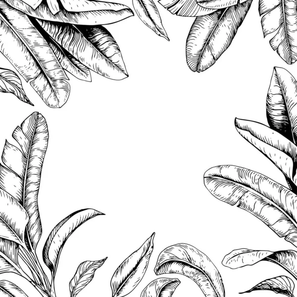 Cadre Carré Avec Feuilles Banane Noir Blanc Illustration Vectorielle Dessinée — Image vectorielle