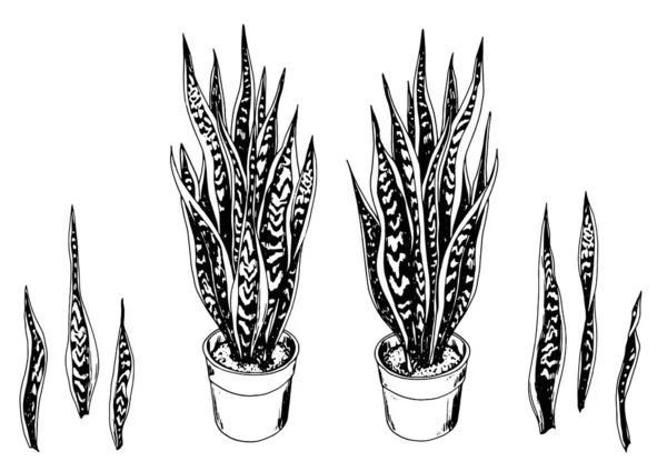 Conjunto Plantas Cobra Laurentii Vaso Sansevieria Trifasciata Planta Língua Sogra — Vetor de Stock