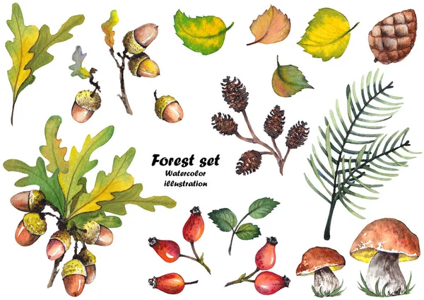 Forest Set Oak Leaves Acorns Mushrooms Red Rosehip Berries Pine — Stock Photo, Image