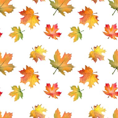 Sonbahar akçaağaç yaprakları ile dikişsiz desen. Beyaz arka planda suluboya.