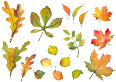 Renkli yaprakları, akçaağaç, meşe ve kestane yaprakları ile Sonbahar ayarlayın. Beyaz arka plan üzerine suluboya illüstrasyon. Tasarım için yalıtılmış elemanlar.