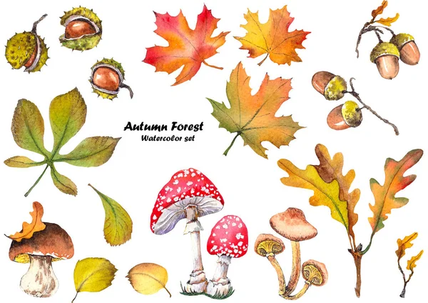 Ensemble Automne Avec Châtaignes Glands Champignons Feuilles Illustration Forestière Aquarelle — Photo