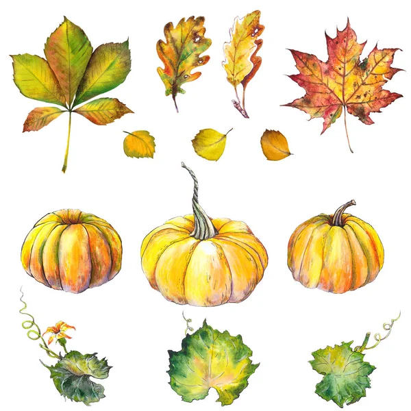 Podzimní Sada Dýně Barevný Javor Dubový Kaštanový Akvarel Bílém Pozadí — Stock fotografie