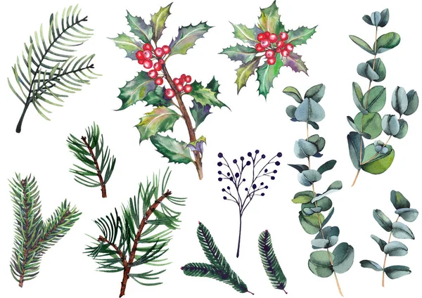 Set Holly Berry Plants Eucalyptus Leaves Pine Spruce Fir Branches — Stock Photo, Image