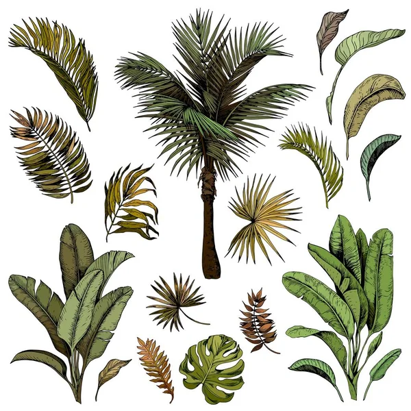 Tropische palmbladeren — Stockvector