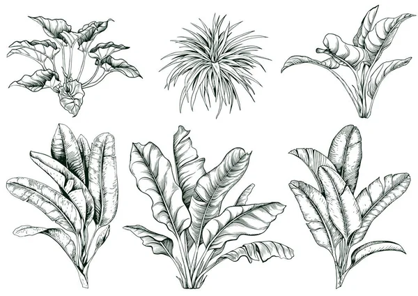 Colección de hojas grandes tropicales y ramas de plátano . — Archivo Imágenes Vectoriales