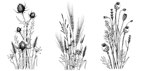 Herbes et fleurs sauvages isolées sur blanc . — Image vectorielle