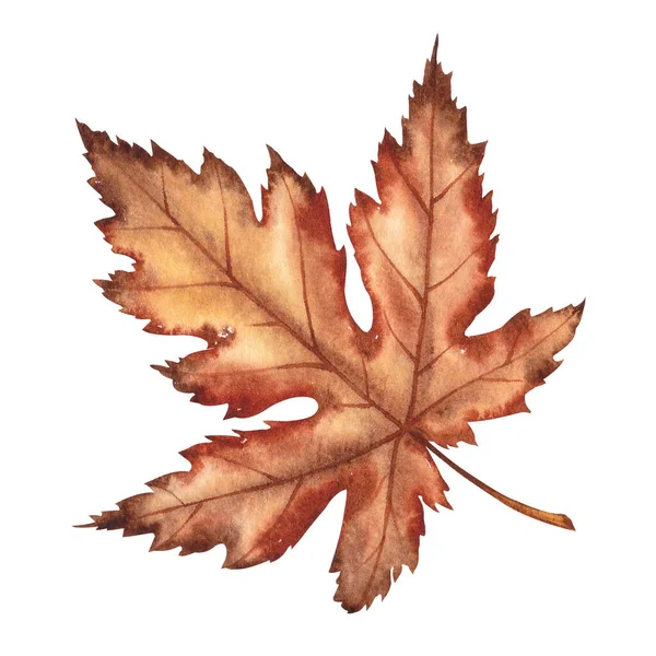 Autumn maple leaf. — Stock Photo, Image