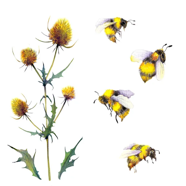 Bumblebees e plantas selvagens de cardo . — Fotografia de Stock