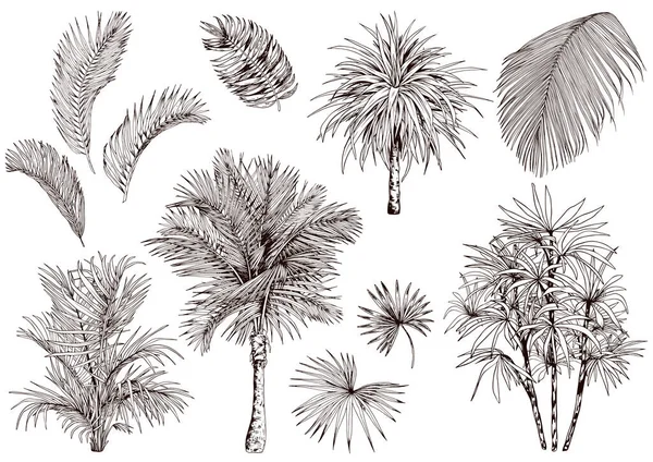 Colección de hojas y árboles de palmeras tropicales . — Vector de stock