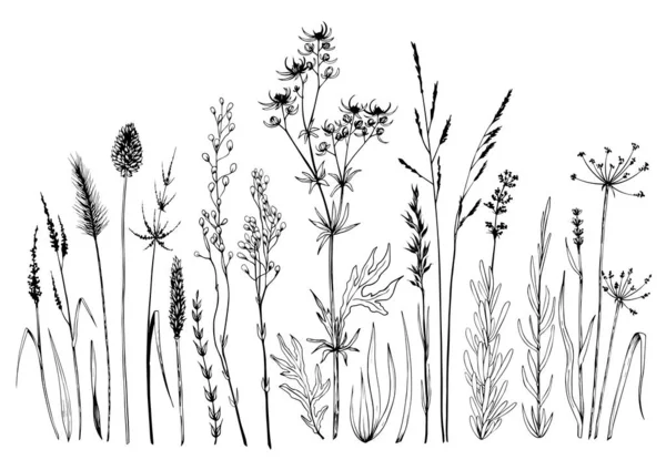 Set di erbe selvatiche prato e fiori. — Vettoriale Stock
