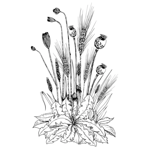Composición floral con espiguillas de trigo, cajas de semillas de amapola y flores silvestres . — Vector de stock