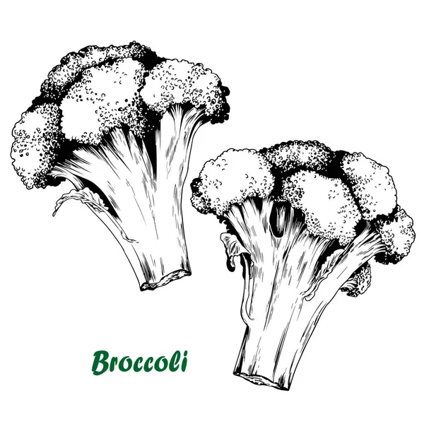 Brokolice Izolovanych Na Bilem Vector Stock Images ページ 7 Depositphotos