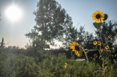 yaz çayır ve ayçiçeği