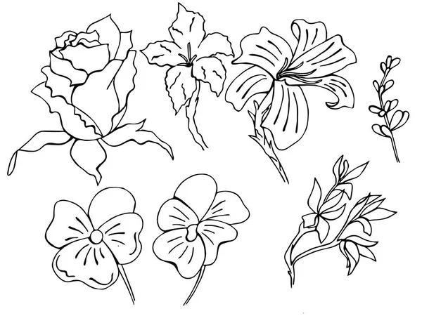 Διάνυσμα Κομψά Λουλούδια Για Πανό Και Doodle Βίντεο — Διανυσματικό Αρχείο