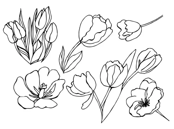 Ilustración Vectorial Scetch Con Flores Tulipán Sobre Fondo Blanco Ejecutado — Vector de stock