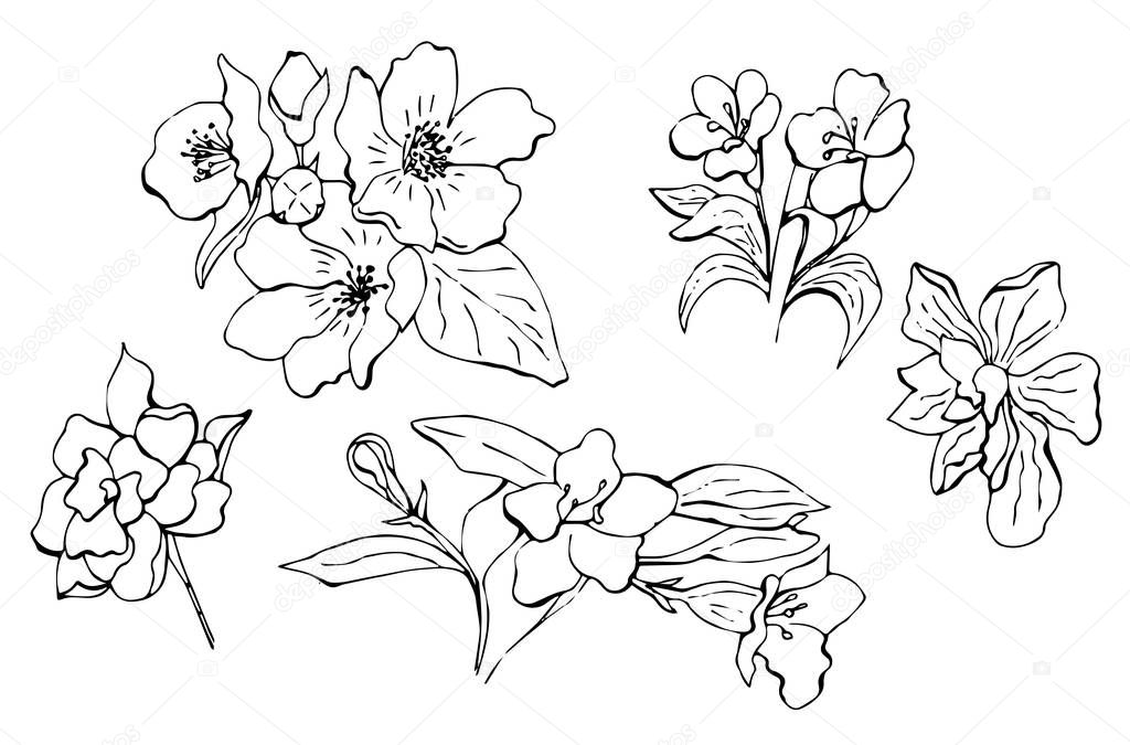 Doodle vector flowers in vintage. Without color isolated. Great fo different web usages as well as printed ones