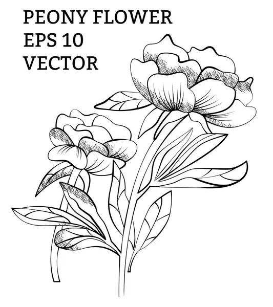 Vector Dibujado Mano Peonía Ilustración Con Flores Aisladas Con Línea — Vector de stock