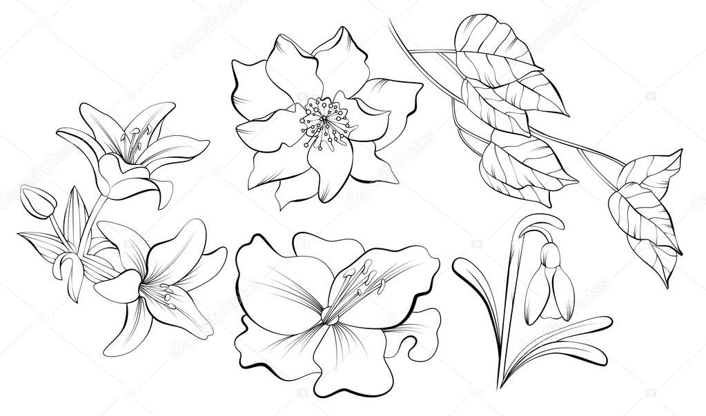 Vector sketch drawn nature painting with flowers and leaves isolated with transparent background