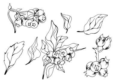 Yaban mersini ücretsiz el mürekkemi çizim