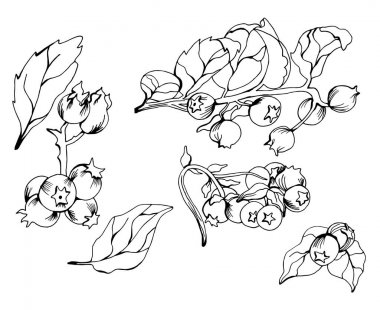 Yaban mersini siyah beyaz mürekkep çizim