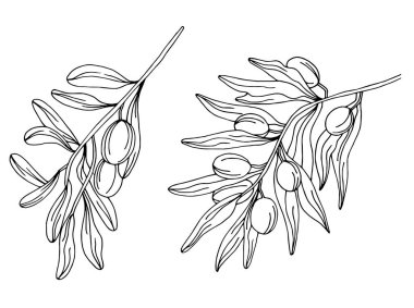 bir zeytin ağacı dalları