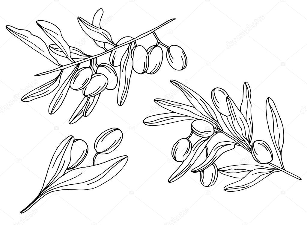 Branches of an olive tree in vector