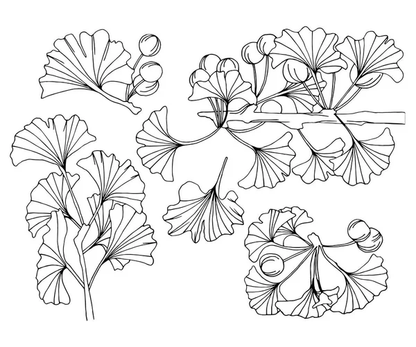 Ginkgo Biloba rami inchiostro arte — Vettoriale Stock