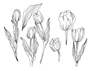 Lale çiçek kroki illüstrasyon