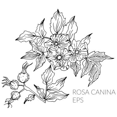 El çizilmiş Rosa canina çiçek