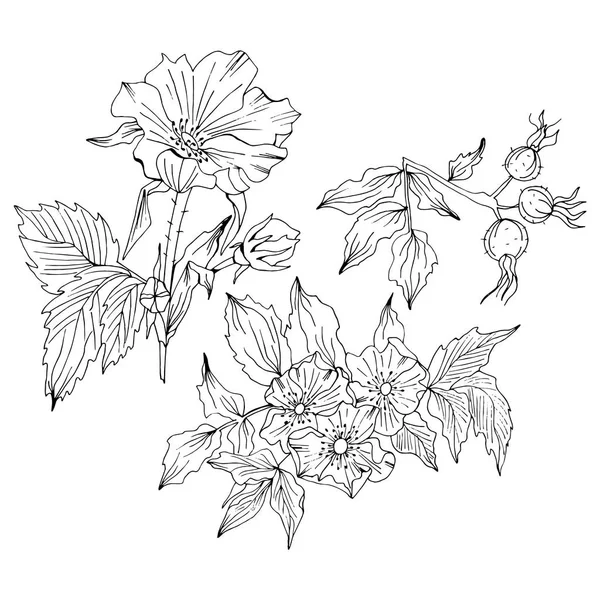 Σκίτσο λουλούδι σετ με Rosa canina λουλούδι και μπουμπούκια — Διανυσματικό Αρχείο