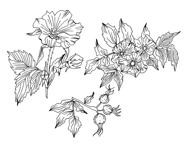 Rosa canina fiore disegnato a mano — Vettoriale Stock