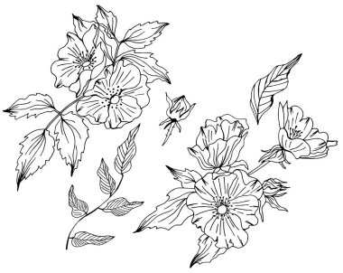 Doodle rosa canina illüstrasyon