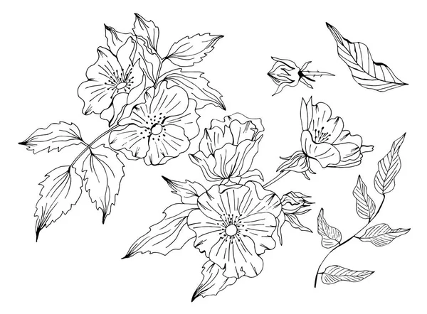 Σκίτσο χειροποίητα floral σκετς — Διανυσματικό Αρχείο