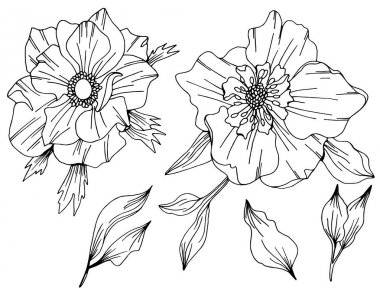 Anemone vektör çiçek sanat