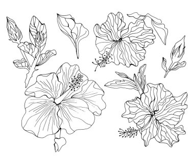 Hibiscus güzel çiçek beyaz arka plan izole.