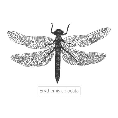 Makro detaylı el çizilmiş yusufçuk