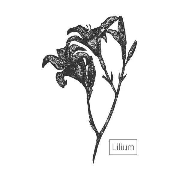 Lily Macro bosquejo detallado de flores — Vector de stock