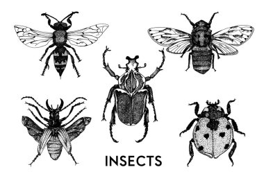 Vintage el çizilmiş tarzında böceklerin seti