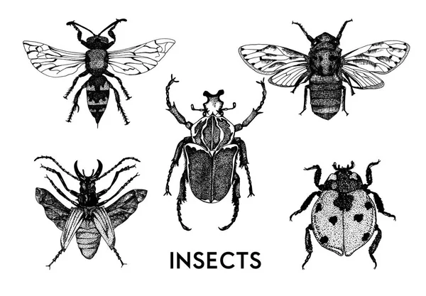 Vintage el çizilmiş tarzında böceklerin seti — Stok Vektör