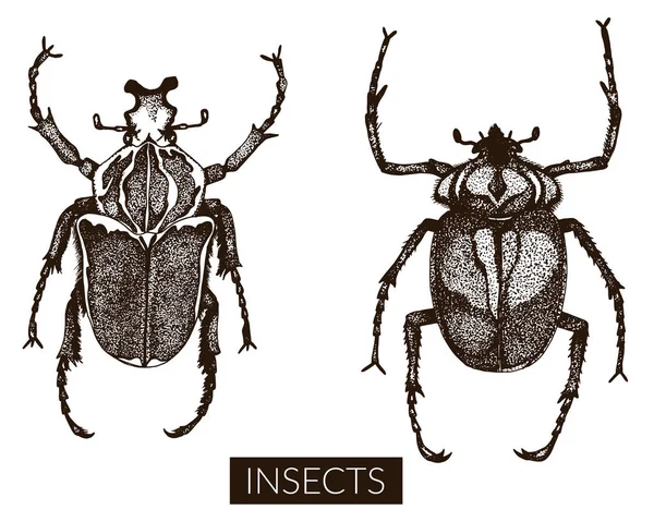 Sammlung handgezeichneter Insektenillustrationen. — Stockvektor