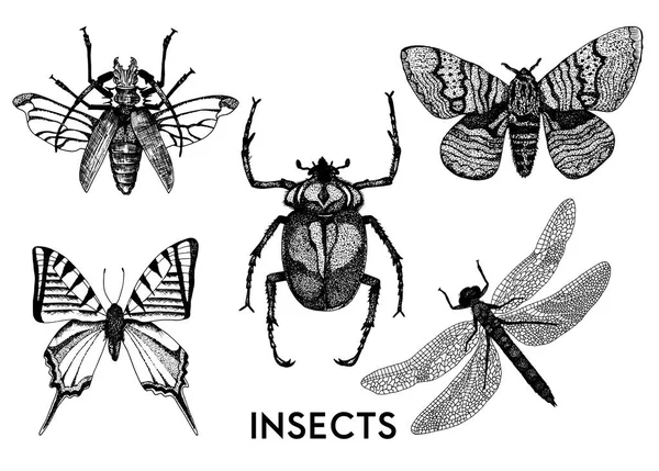Insektenset im handgezeichneten Vintage-Stil — Stockvektor