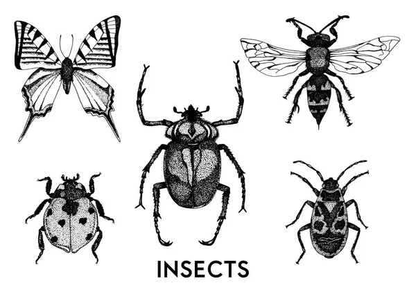 Sammlung handgezeichneter Insektenillustrationen. — Stockvektor