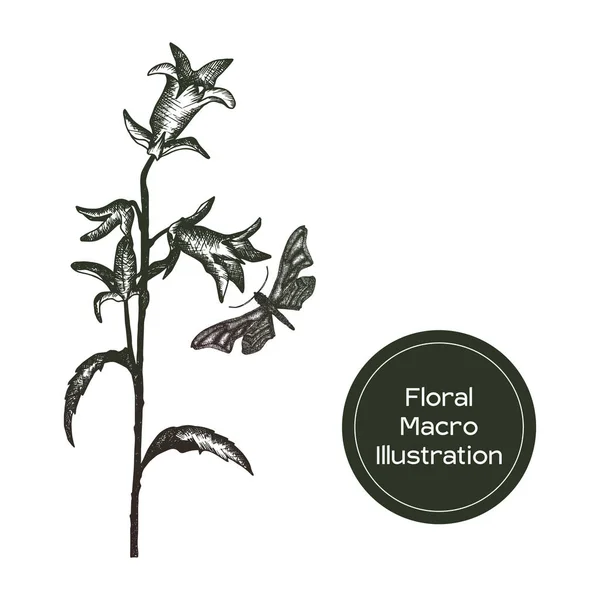 Campana flor a base de hierbas ilustración con polilla — Vector de stock