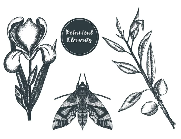Conjunto de elementos botánicos en estilo grabado . — Vector de stock