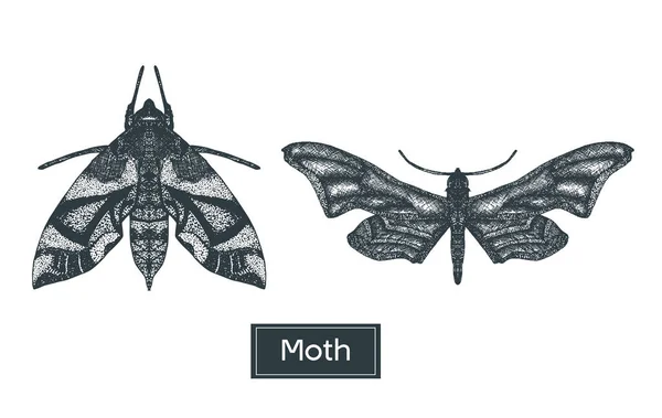 Monochrom Zeichnung Satz von Motten — Stockvektor