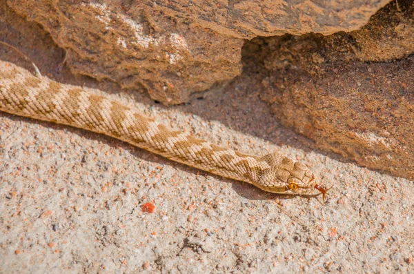 Brownish Snake Yelolow Eyes Red Tongue Crawling Rocky Ground — Stock Photo, Image