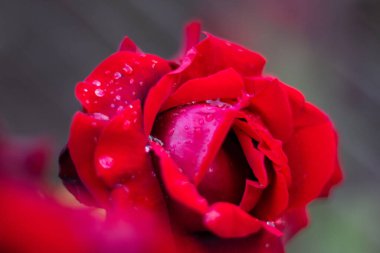 Yapraklarında taze su damlaları olan ıssız kırmızı bir gül. Doğa güzelliği. Kırmızı çiçek. Yakın çekim görüntüleri.